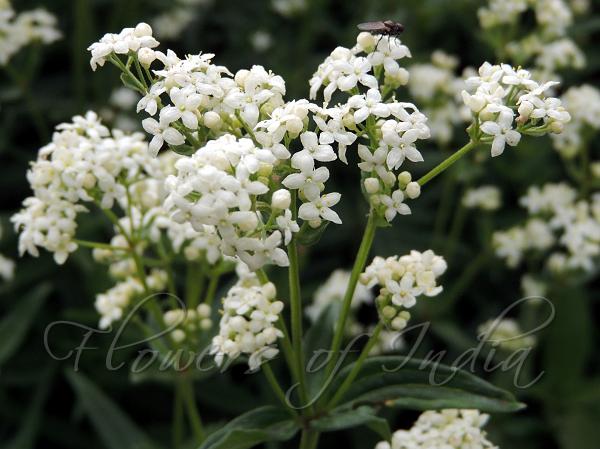 Northern Bedstraw